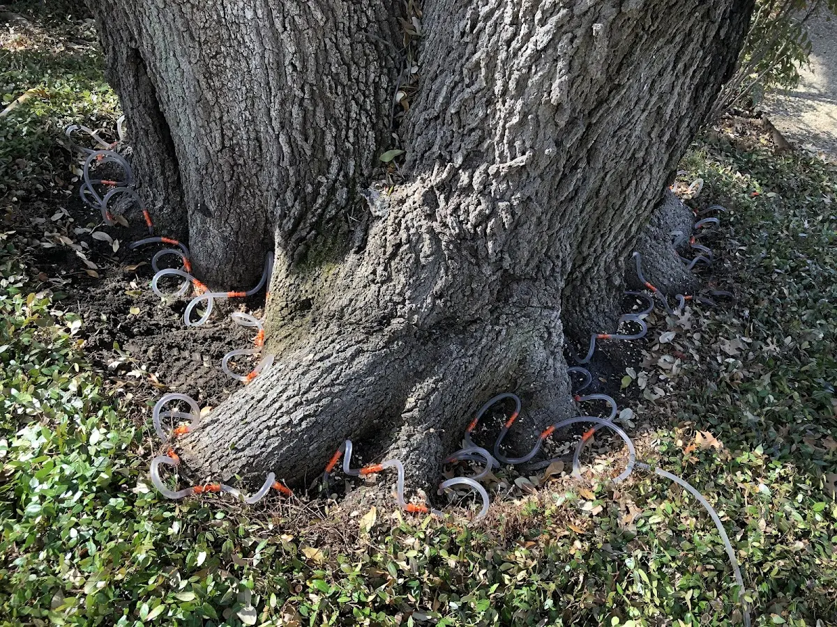 Detailed Tree Cabling and Bracing job site in Dilliner