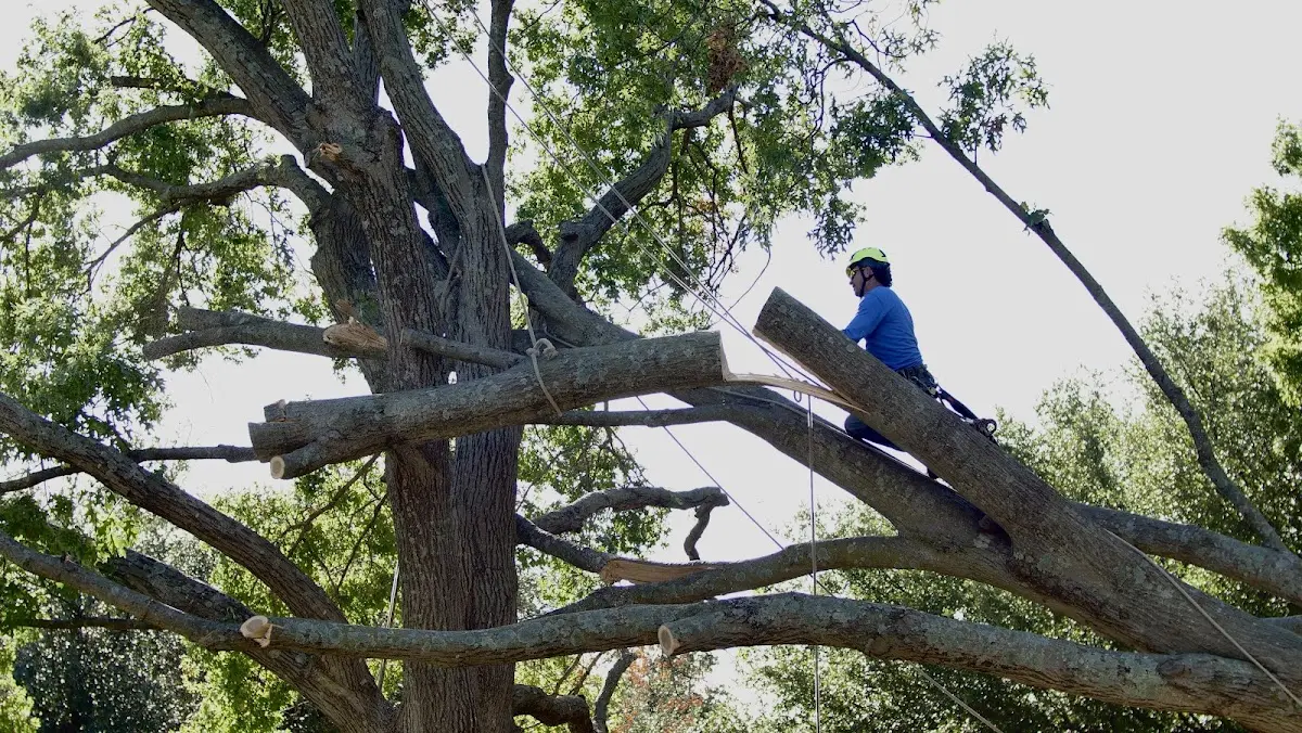 Professional Hazardous Tree Removal performed by certified arborists in Dilliner